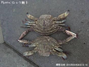 ワタリガーニー