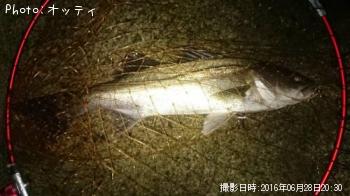 シーバス