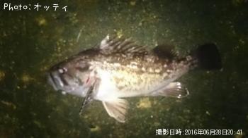 クロソイ