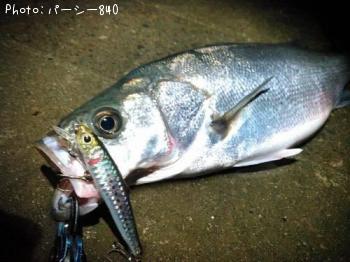 シーバス