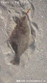 ヒラメ