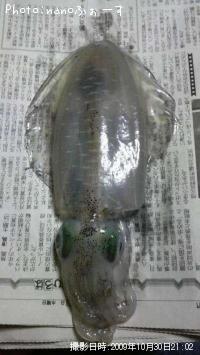 アオリイカ
