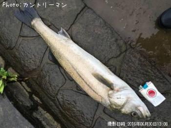 シーバス