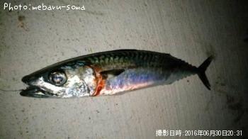 サバ
