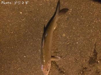ニゴイ
