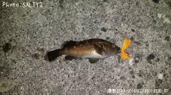 エゾメバル（ガヤ）