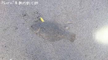ソゲ