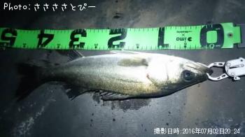 シーバス