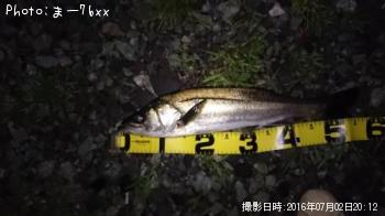 シーバス