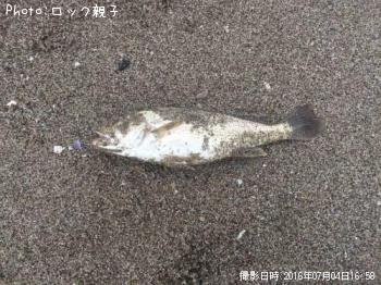 イシモチ