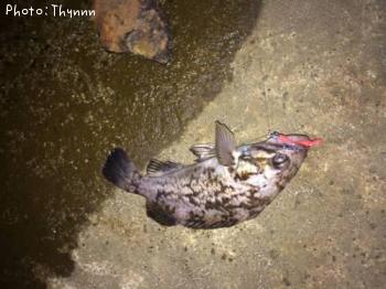 チビソイボウズ逃れ