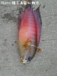 海老