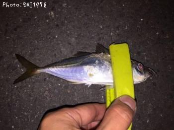 アジ