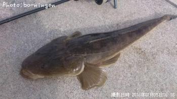 マゴチ