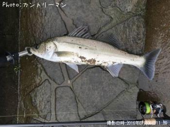 シーバス