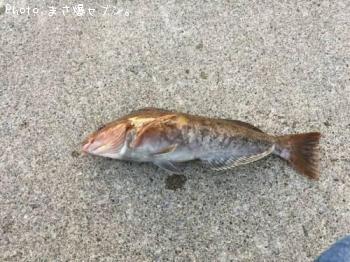 アイナメ