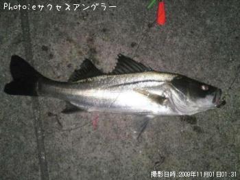 シーバス