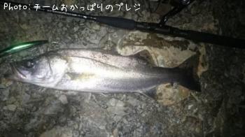 シーバス