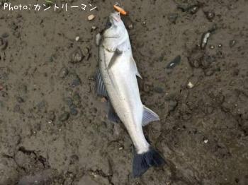 シーバス