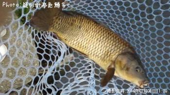 鯉