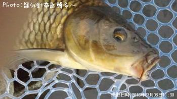 鯉