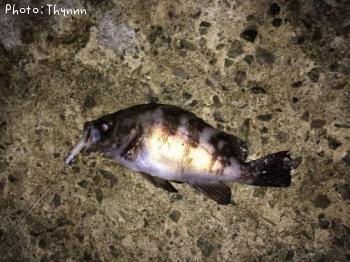 メバルボウズ逃れ