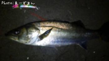 シーバス