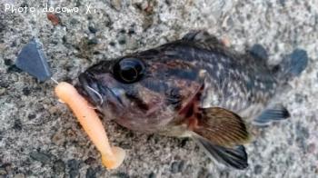 クロソイ