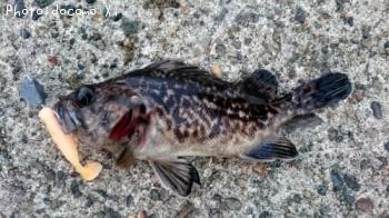 クロソイ
