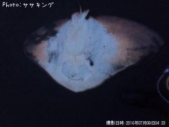 �ĥХ�������