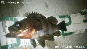 メバル