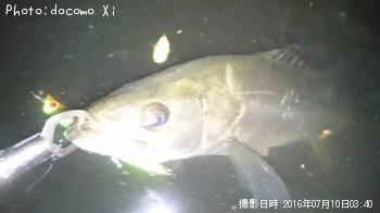 シーバス