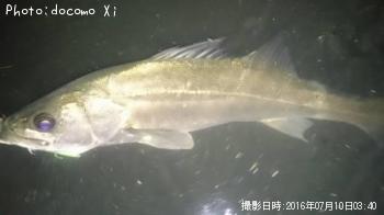 シーバス