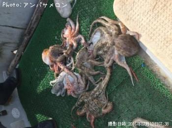 タコ