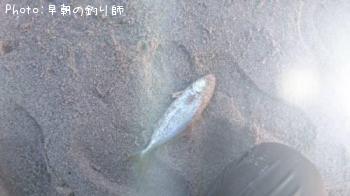 參