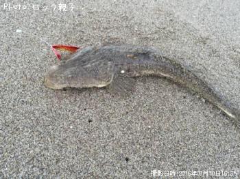 マゴチ