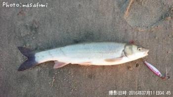 ウグイ