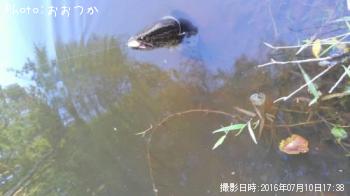 ライギョ