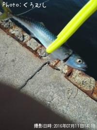 ゴマサバ