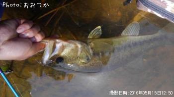 ブラックバス
