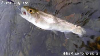 ニジマス
