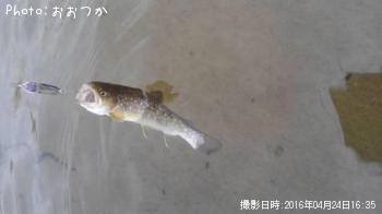 イワナ