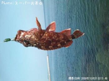 アラカブ