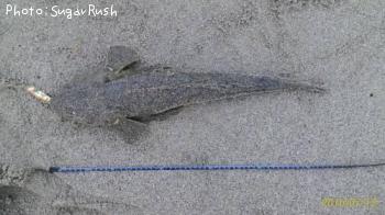 ޥ
