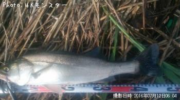 シーバス