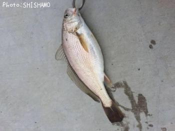 イシモチ