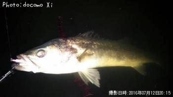 シーバス