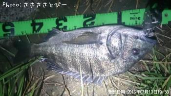 クロダイ