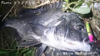 クロダイ