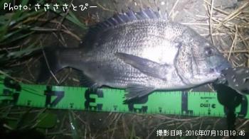 クロダイ